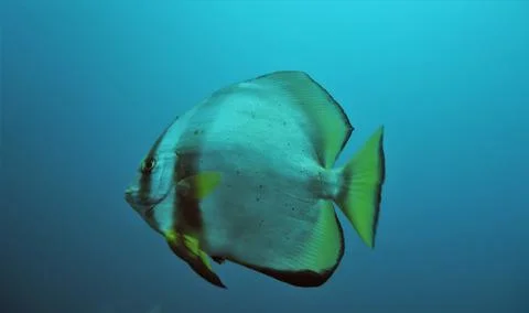 Lone batfish Stock Photos