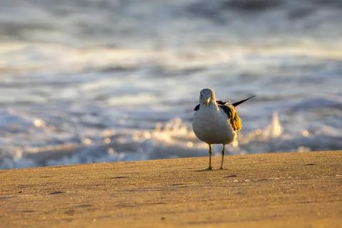 Lone Beach Seagull Stock Photos
