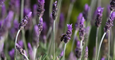 Lone bee flying around lavender bush in beautiful garden. Stock Footage 86909990