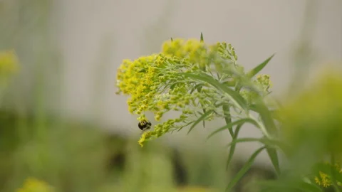 Lone bee pollinating yellow flower and flying away 動画素材 134738480