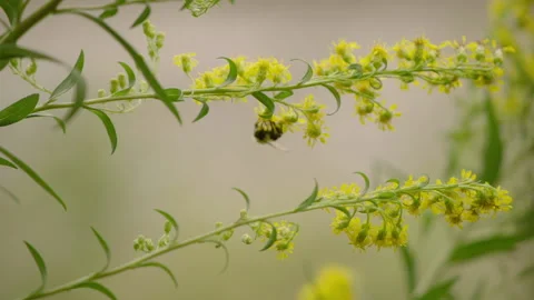 Lone bee pollinating yellow flower 動画素材 134738507