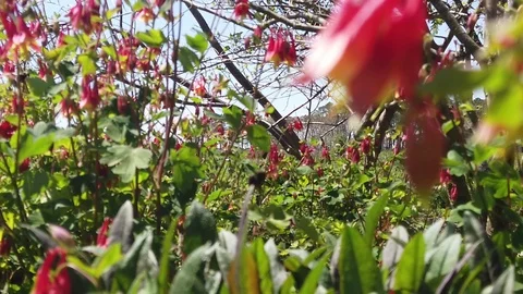 Lone bee searches for pollen up close and in slow motion on the first days Stock Footage 106919088