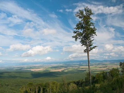Lone beech Stock Photos