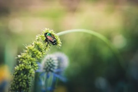 Lone beetle in a garden. Stock Photos