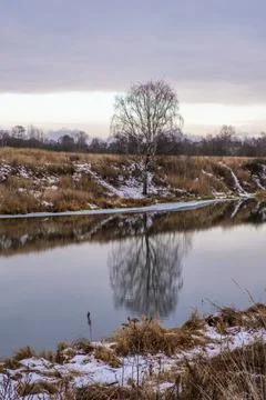 A lone birch tree and its reflection on the bank of a small river on an autum Stock Photos