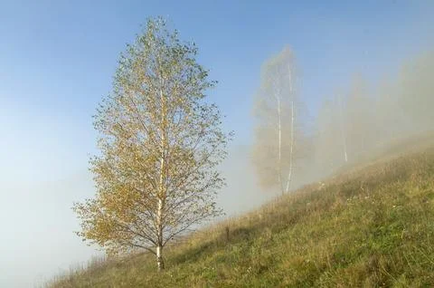 Lone Birch Tree on a Sloping Hill in the Morning Fog Stock Photos