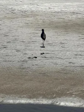 Lone bird on the beach Фото