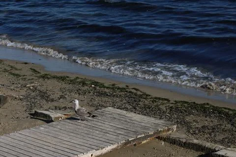 Lone bird on the beach walking Stock Photos