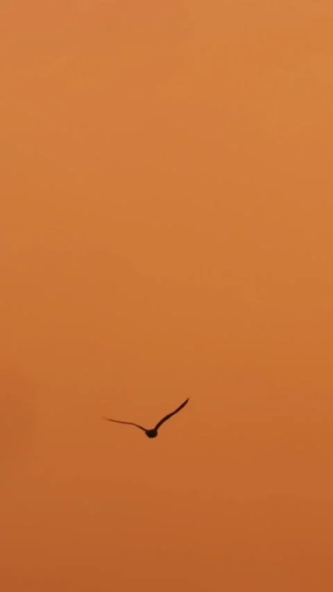 A lone bird flies against a solid orange sky background. Oakland, USA Stock Footage 317806202