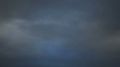 Lone Bird Flies In Gray Sky Stock Footage 46667550