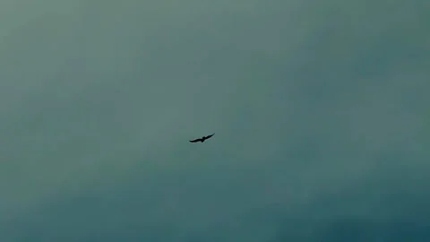 Lone Bird Flying Against Dramatic Cloudy Sky Stock Footage 332482519