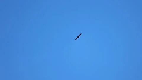 A lone bird gracefully soars through the vast blue sky, its wings spread 動画素材 297284650