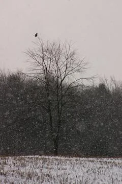 Lone bird perched on a leafless tree in winter snowing Stock Photos