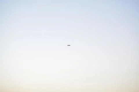 Lone Bird Stock Photos