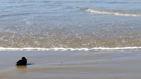 Lone Bird Sits on Sandy Beach Video stock 78081408