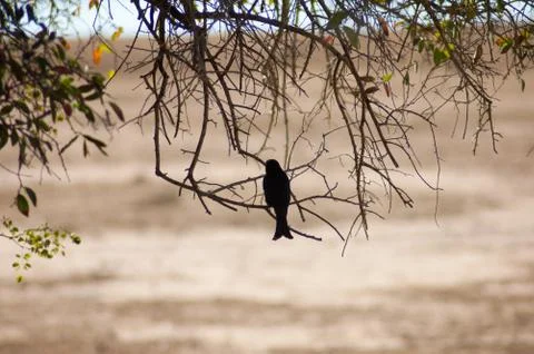 A lone bird sitting on tree branch Stock Photos
