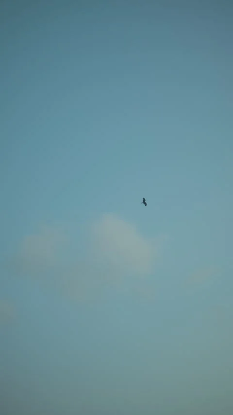 Lone bird soaring across a blue sky with soft clouds, symbolizing freedom Stock Footage 338375412