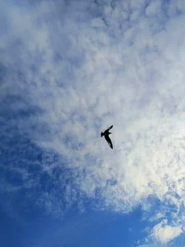 Lone Bird Soaring Through Cloud Dance 스톡 사진