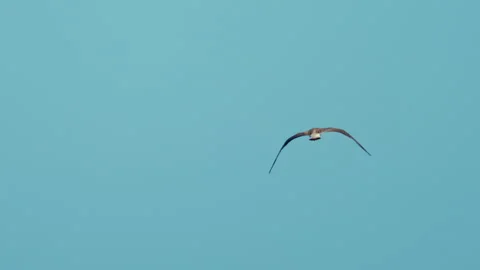 Lone bird soaring through a vast, open turquoise sky, symbolizing freedom, Stock Footage 339799600