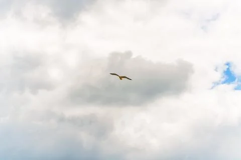 Lone bird soars through a cloudy sky. Stock Photos