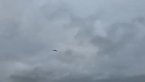 Lone bird surfing in cloudy sky Stock Footage 290239257