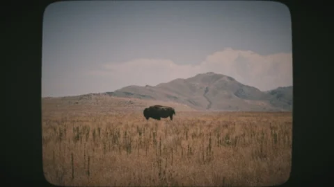A lone bison buffalo standing in the middle of a field. VINTAGE FILM. Stock Footage 136731092