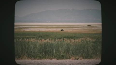 A lone bison buffalo walking on Antelope Island, UTAH. VINTAGE FILM. Stock Footage 136731097