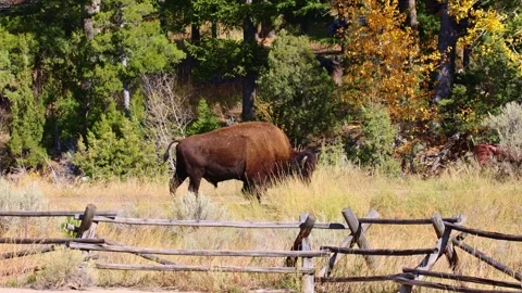 Lone Bison Bull Walking Down a Dirt Road in the Rocky Mountains Vídeo Stock 253314875