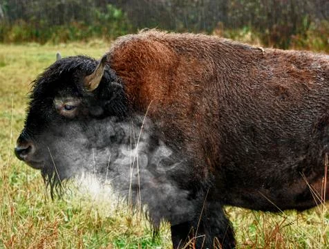 Lone Bison On A Cold Day Stock Photos
