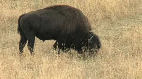 Lone Bison Stock Footage 270395