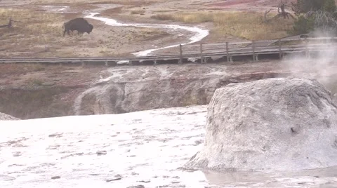 Lone bison next to path in yellowstone geyser basin Stock Footage 45282897