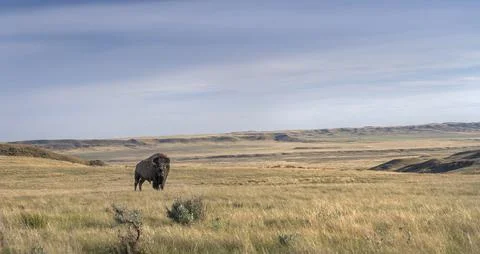 Lone Bison on the Prairie Stock Photos