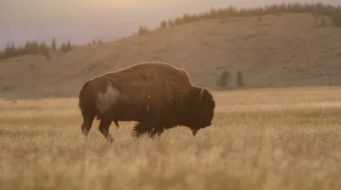 A lone bison at sunset in Yellowstone Stock Footage 43904932