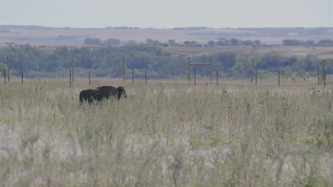 Lone Bison Walking Through Tall Grass in Windy Enclosed Field Stock Footage 332433413