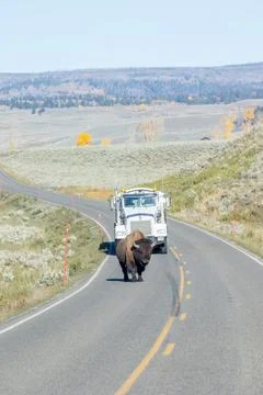 A lone bison walks on the road blocking a semi truck Stock Photos