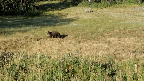 Lone Black Bear Walking Vídeo Stock 102016597