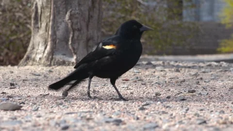 Lone black bird close-up Stock Footage 274576290