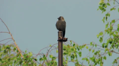 A lone black bird on an iron pipe Stock Footage 57337748