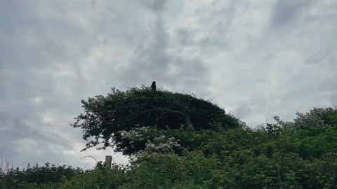 Lone black bird perched on a tree against dramatic cloudy sky Stock Footage 309766854