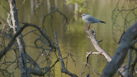 A lone black headed gull perched on a tree above a lake - close up 1. 4K tripod Stock Footage 219761439