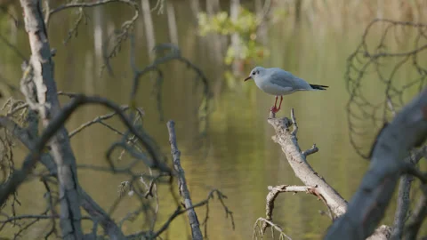 A lone black headed gull perched on a tree above a lake - close up 2. 4K tripod Stock Footage 219762066