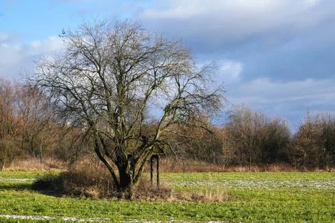 A lone black tree grows in field, against a background of blue sky with cloud Foto stock