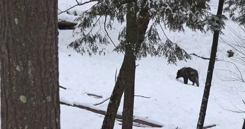 Lone black wolf walking up the side of a snowy hill in a wooded area during.. 動画素材 236274853