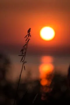 A lone blade of grass at sunset Stock Photos