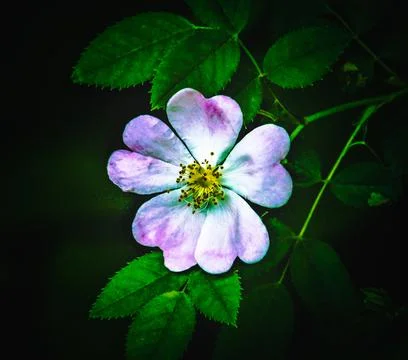 A Lone Bloom 写真素材