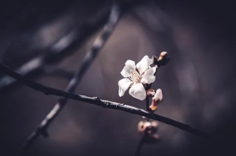 Lone bloom in the sunlight. Foto stock