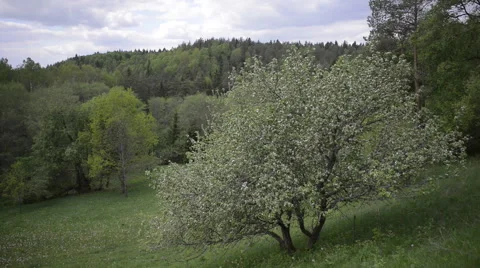 Lone Blossoming Apple tree in an Untouched Valley Stock Footage 63614061