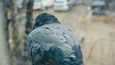 A lone blue dove sits on the window, a close bird video, autumn season full HD Stock Footage 81632255