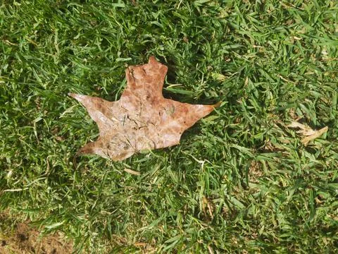 Lone Brown Leaf on Grass Stock Photos
