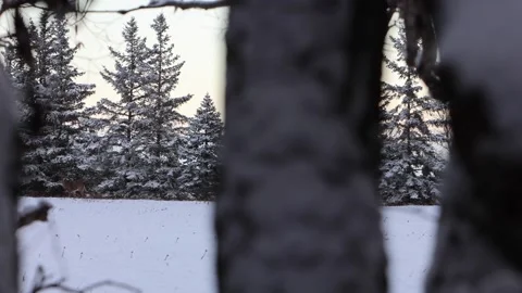 Lone Buck Winter Sunrise Tree line 2 - Long shot Stock Footage 169733189